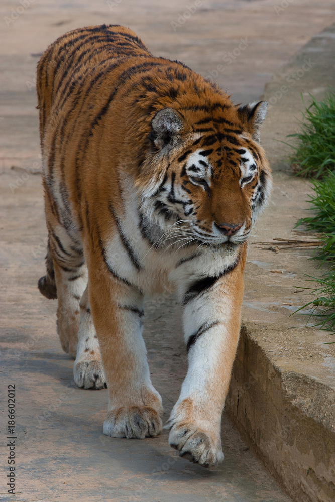 Obraz premium Typical Siberian Tiger