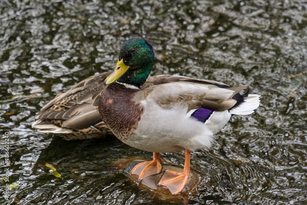 Mallard Drake Standing On A Rock In A Stream Mallard Drake Standing On A Rock In A Stream