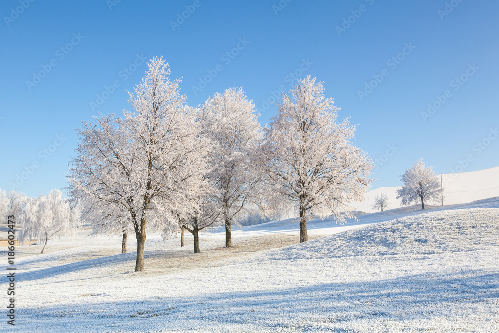Winter scenery with trees and grass covered with hoarfrost Winter scenery with trees and grass covered with hoarfrost