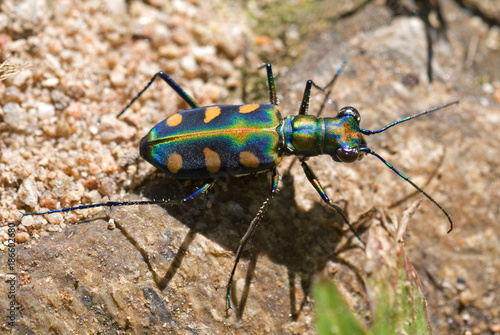Cicindela (Cosmodela) aurulenta juxtata , Tiger beetle, Thailand