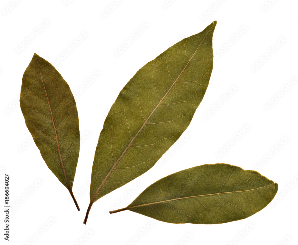 Fototapeta premium Bay leaf