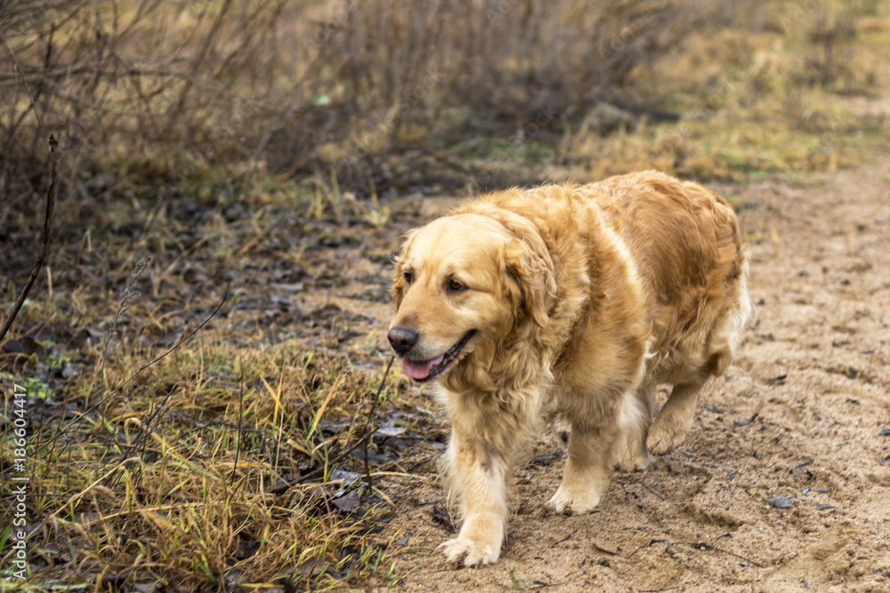 old golden retriever dog outdoor portrait old golden retriever dog outdoor portrait