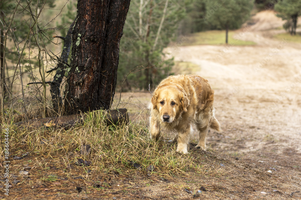 old golden retriever dog outdoor portrait old golden retriever dog outdoor portrait
