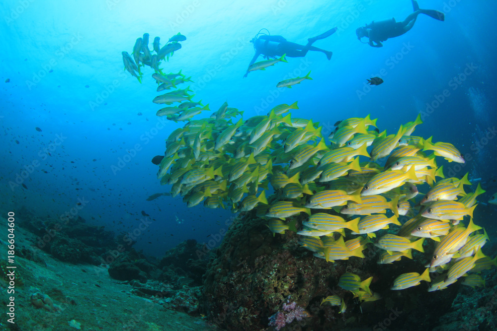 Fototapeta premium Scuba diving