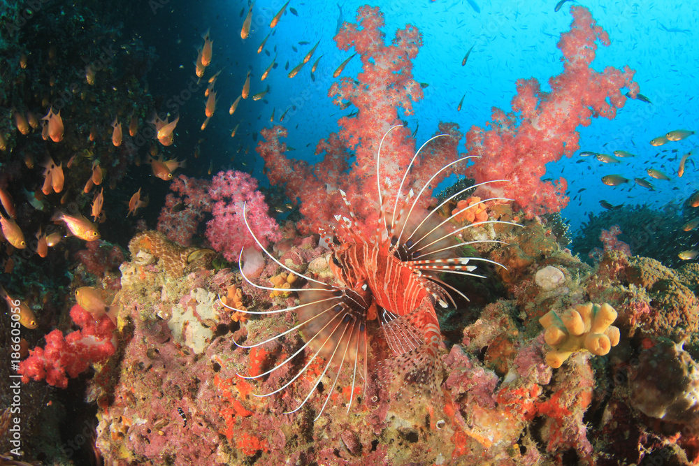 Coral reef and fish underwater Coral reef and fish underwater