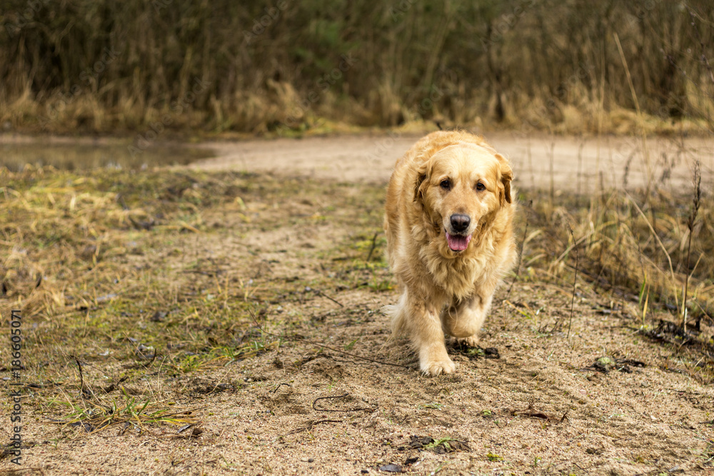 old golden retriever dog outdoor portrait