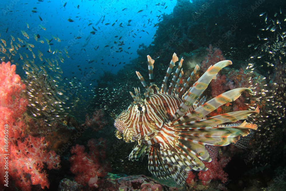 Coral reef and fish underwater Coral reef and fish underwater