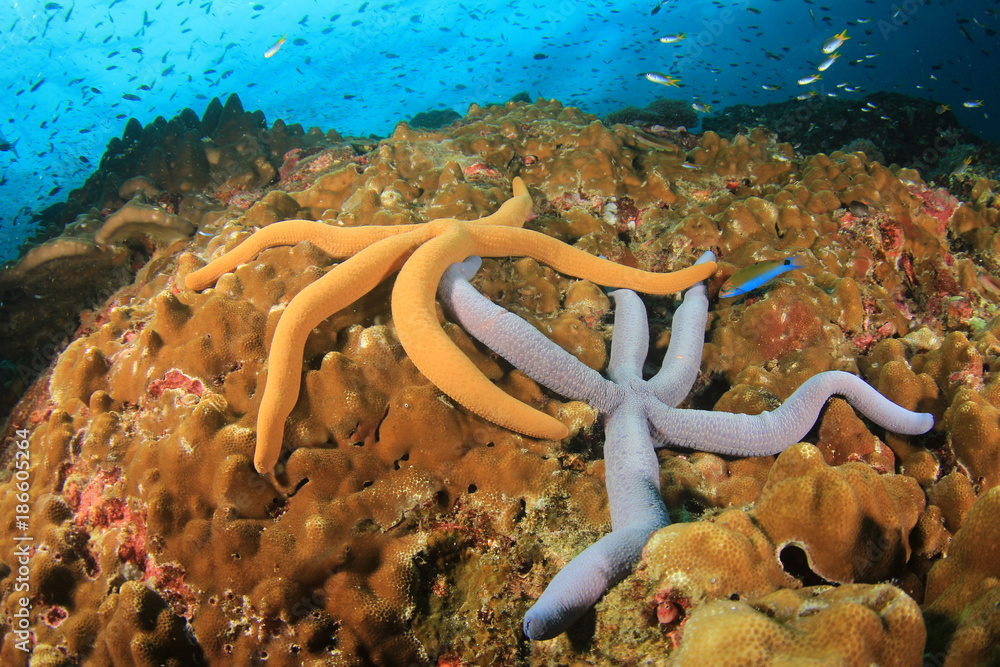 Naklejka premium Starfish on coral reef