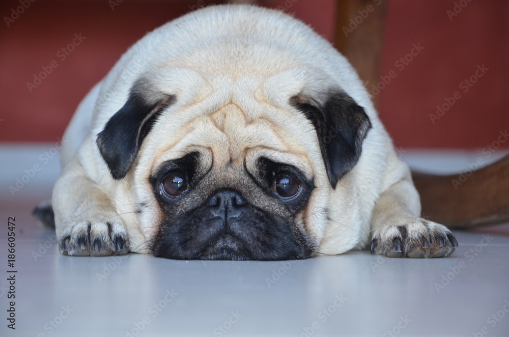 Photo of female pug puppy lying looking at the camera.