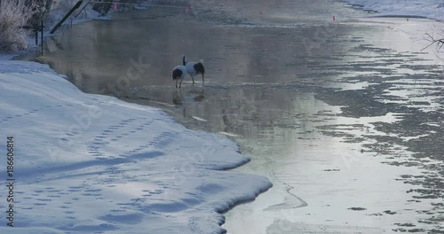 北海道の丹頂鶴 photo