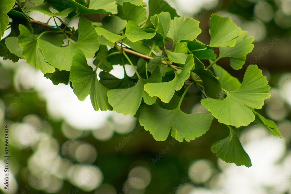 maidenhair tree, Ginkgo Tree, Gingko Tree, Ginko Tree (Ginkgo biloba),  Stock Photo, Picture And Rights Managed Image. Pic. BWI-BS440462