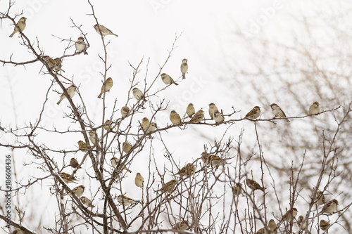 Photography Flock of sparrows perched on branches of a tree; many birds sitting on branches