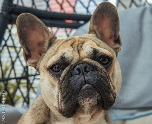 A young male pure bred French bull dog, posing on a chair in a home.
