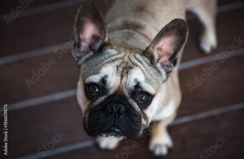 A pure bred young male french bulldog, standing outside on a deck, looking at the camera.