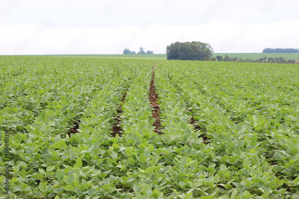 soybean farming