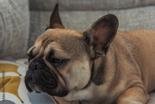 A pure bred young male french bulldog, lying on a sofa.