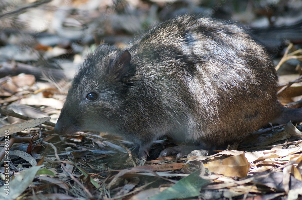 Potoroo Potoroo