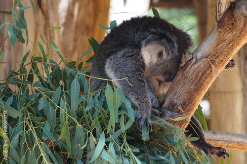Koala asleep in the tree