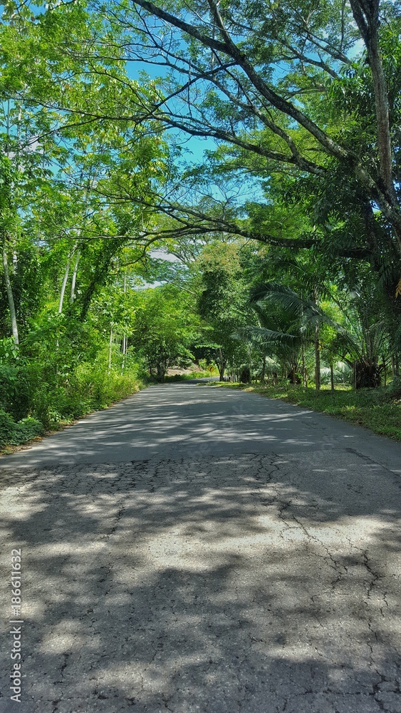 Obraz premium Respiro verde.