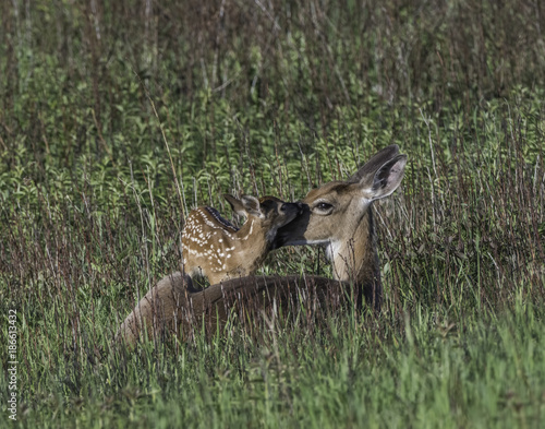 Whitetail doe and young fawn in a meadow.