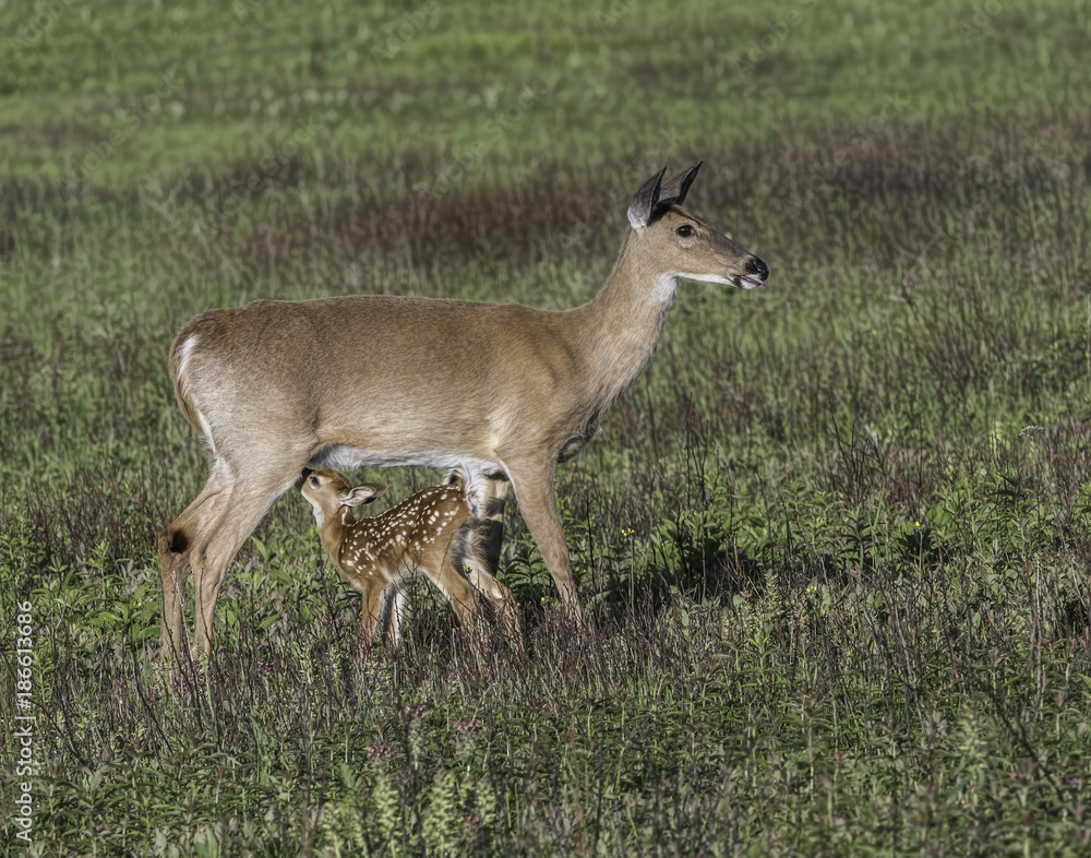 Whitetail doe and young fawn in a meadow. Whitetail doe and young fawn in a meadow.