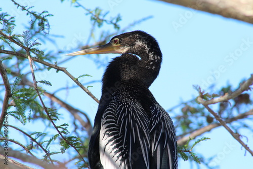 Comorant bird in a tree photo