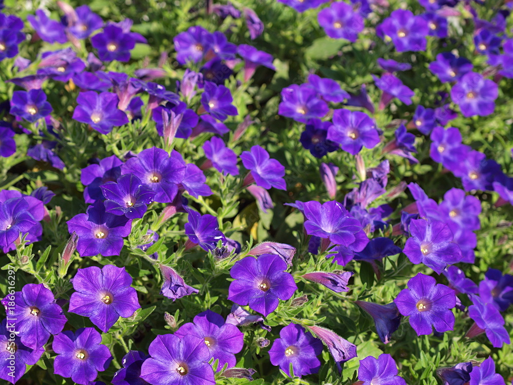紫色のペチュニアの花