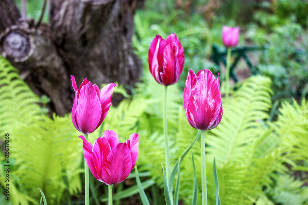 Fototapeta premium Brightly pink tulips against a green fern