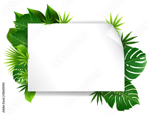 summer tropical green leaf