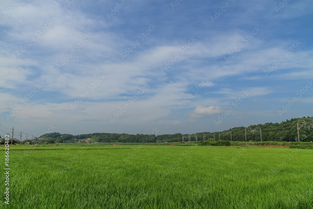 夏の佐倉の田園風景 夏の佐倉の田園風景