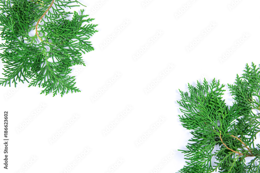 Fototapeta premium fresh green pine leaves , the Oriental Arborvitae, Thuja orientalis (also known as Platycladus orientalis) leaf on white background