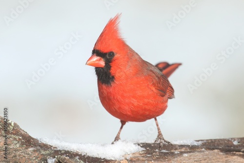 Cardinal In Snow © Steve Byland