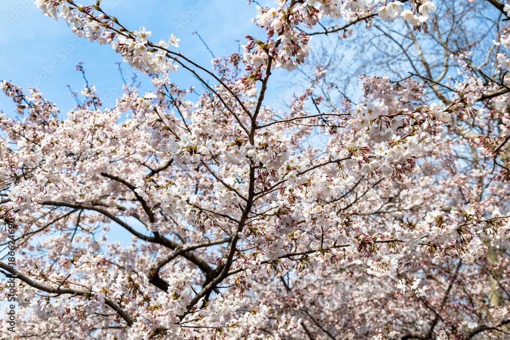 Blooming Cherry blossoms in Zhongshan Park in Spring, Qingdao, China. Every year Zhongshan park hosts the Cherry blossoms festival that attracts thousands of tourists Blooming Cherry blossoms in Zhongshan Park in Spring, Qingdao, China. Every year Zhongshan park hosts the Cherry blossoms festival that attracts thousands of tourists