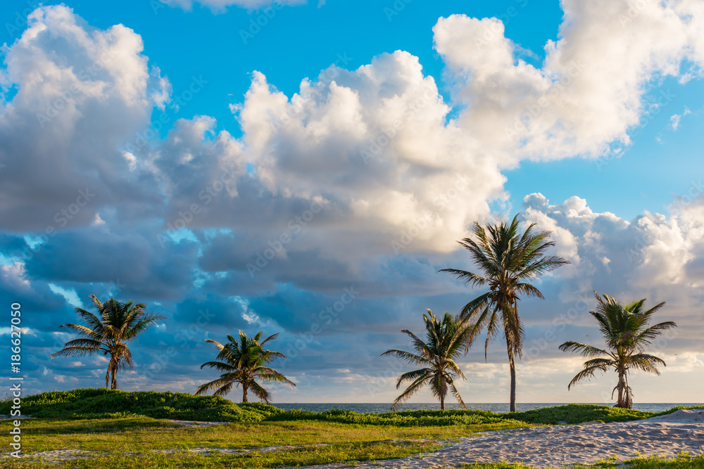 five palm trees in a grass and sand field by the ocean
