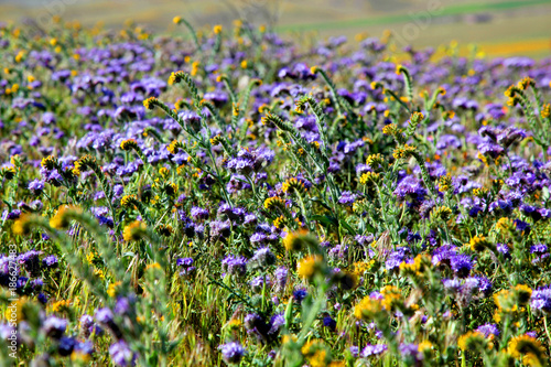 Field of Purple and Yellow Wildflowers during Spring Super Bloom
