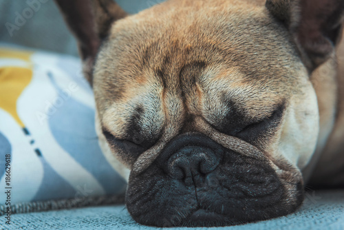 A pure bred young male french bulldog, sleeping on a sofa.