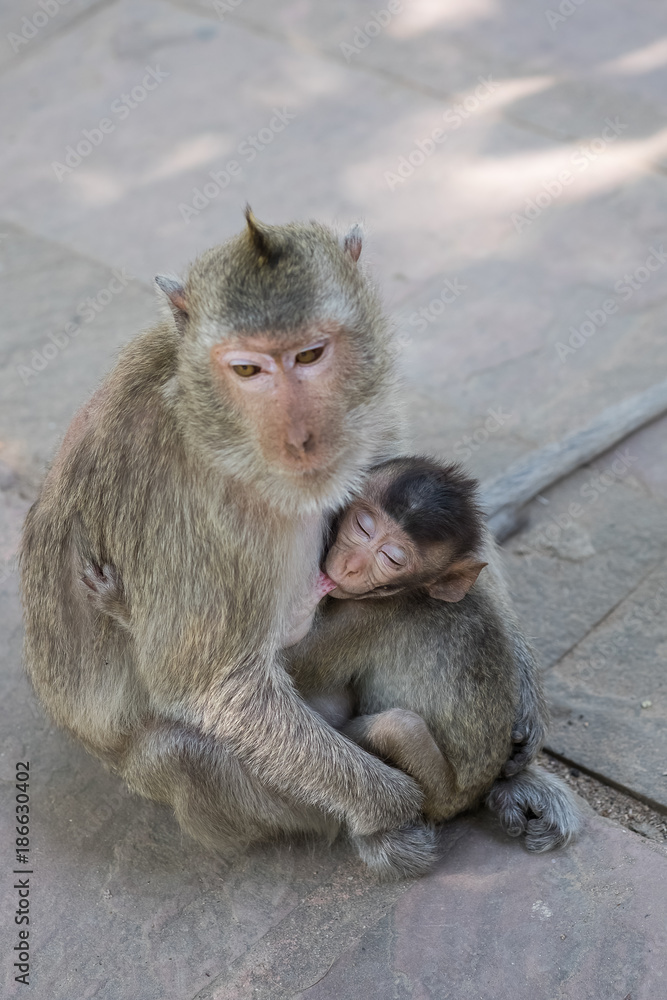 mom and kid monkey