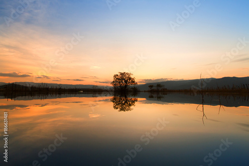 lake at sunset with one tree on the middle metaphor lonely life  sadness  climate change  broken heart concept.