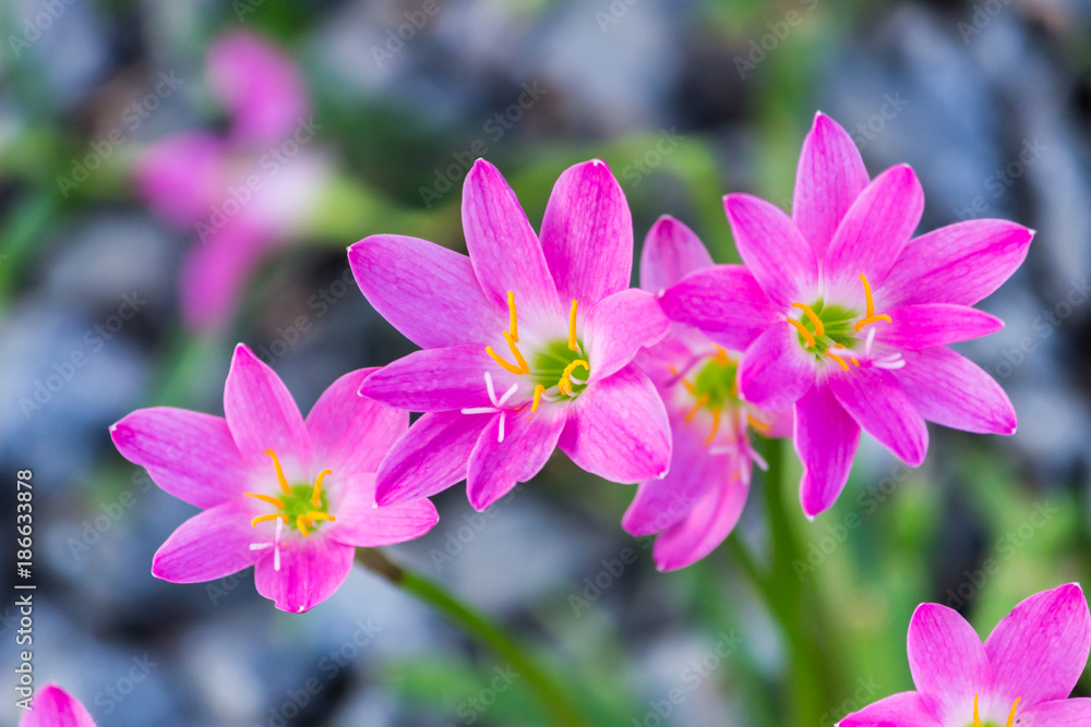 Pink zephyranthes carinata on a nature background