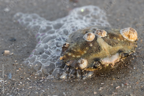 Krabbenschale mit Seepocken am Strand