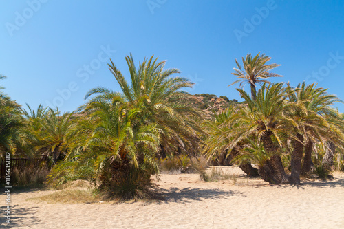 Palm trees with bananas on Crete, Greece