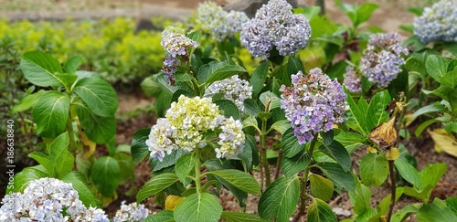 Flowers with blue, white and yellow color in the garden
