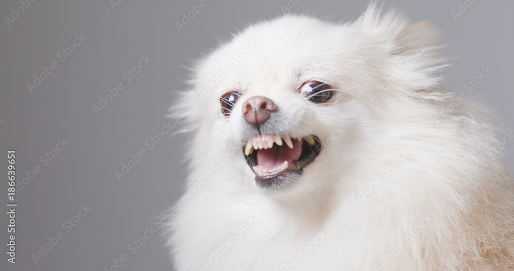 Angry Pomeranian dog