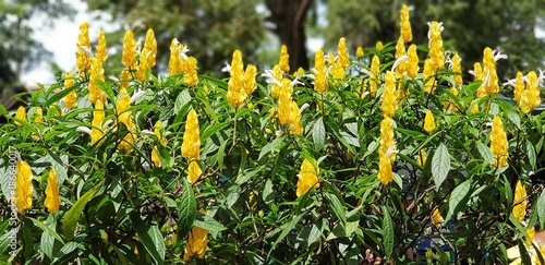 Yellow flowers still standing in the rainy forest