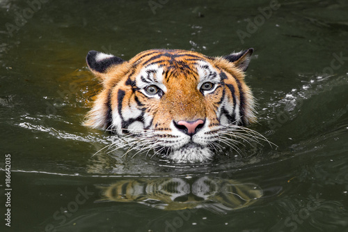 Bengal Tiger swimming show head photo
