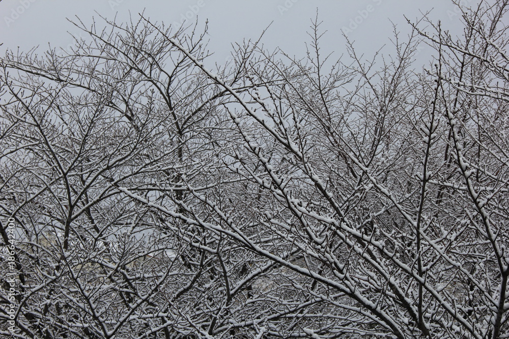 Obraz premium 冬の風景/桜の枝に着いた雪(宮城県)