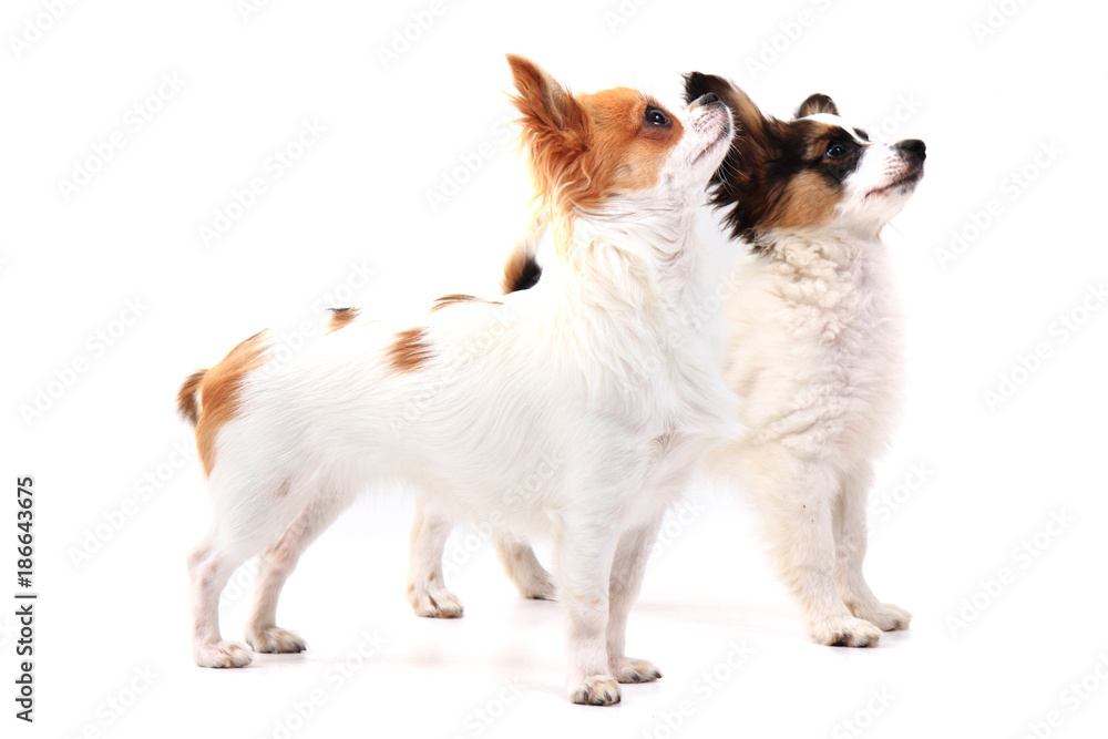 papillon dog and chihuahua isolated papillon dog and chihuahua isolated