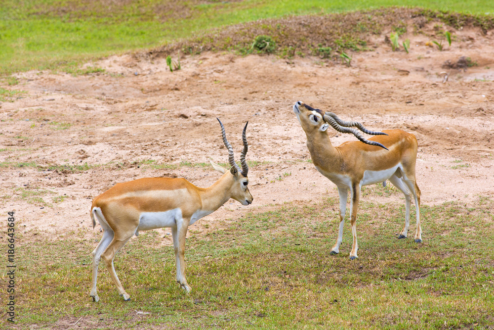 Strong young deers with in the fight. Strong young deers with in the fight.
