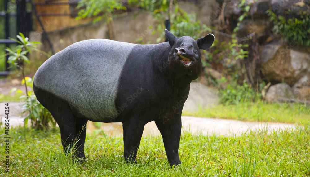 malayan tapir in zoo. malayan tapir in zoo.