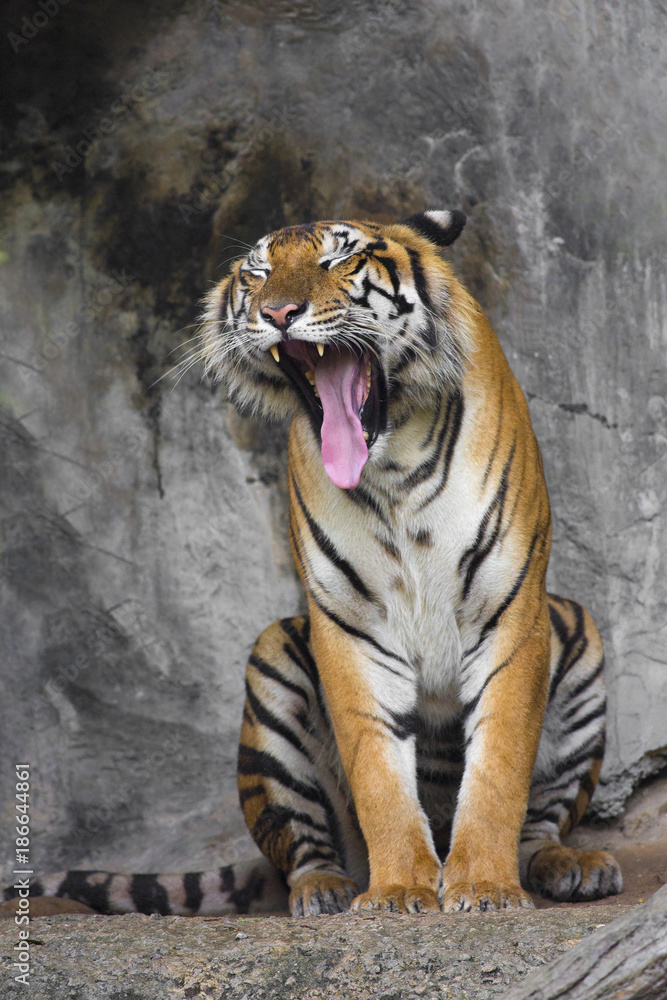 Bengal Tiger sleeps clean Bengal Tiger sleeps clean